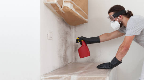 Professional Basement Mold Removal technician working in Bahama, NC