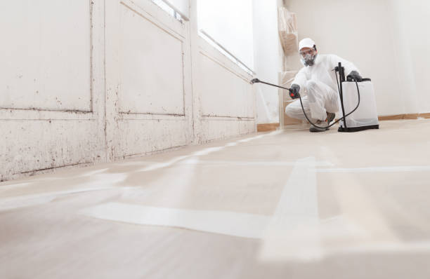 24/7 Emergency Basement Mold Removal experts in Bahama, NC