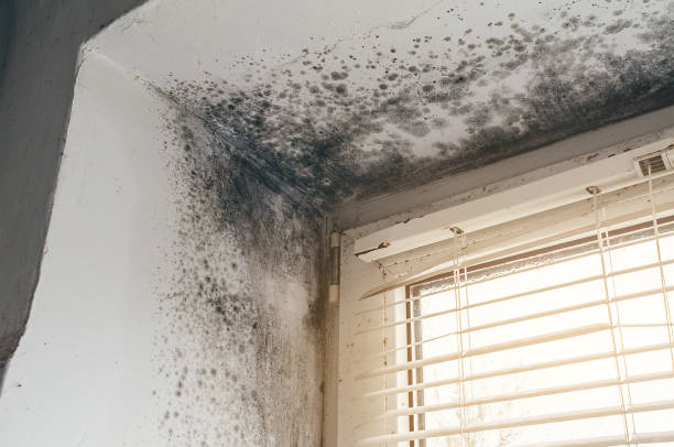 Affordable Basement Mold Removal solutions in Bahama, NC